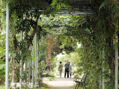 徳島県徳島市国府町 徳島大学 薬用植物園 2015