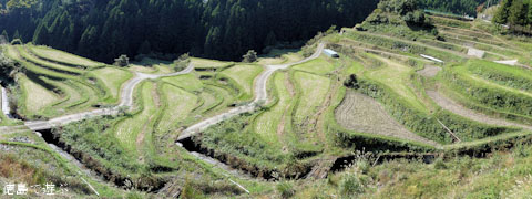 樫原の棚田 2010年秋冬