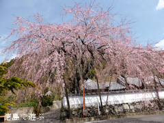 徳島県名西郡神山町 明王寺 しだれ桜 2014