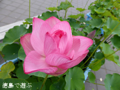板野郡板野町 徳島県立埋蔵文化財総合センター 古代蓮 古代ハス 2014