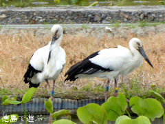 徳島県鳴門市大麻町 コウノトリ 2015