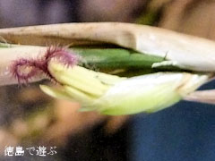 メロカンナ 梨竹 雌花