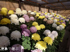 鴨島 菊人形 菊花展 2011