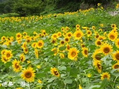 �֡���Τ�褳�� ������ 2013