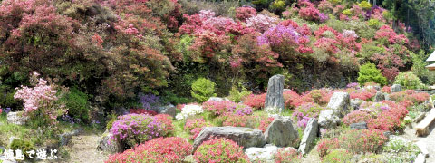 上分花の隠里 ツツジ 2010