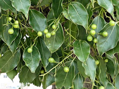 ���Ф��祯�� �� 2009