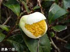 神山 茶畑 茶の花 2011