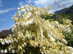岳人の森 ヤクシマアセビ 2011