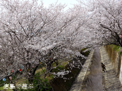 徳島県勝浦郡勝浦町 第11回 勝浦さくら祭り 2014