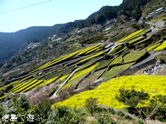徳島県名西郡神山町 江田 菜の花 2015