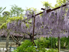 童学寺 藤の花 2011