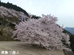 重楽寺 桜 満開 2012