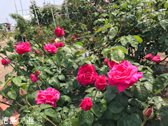 徳島県板野郡藍住町 藍住町バラ園 春のバラ祭り 2017