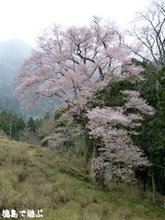天日神社のエドヒガン桜