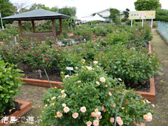 藍住 春のバラ祭り 2012