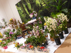 第57回 徳島洋蘭展 2014