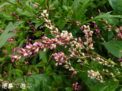 ���β� ���󥸥� 2012