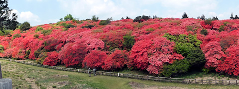 船窪のオンツツジ 見頃 14 あるでよ Blog