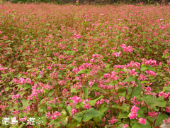 �֡���Τ �褳�� �ֶ��� 2013