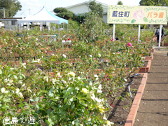 徳島県板野郡藍住町 あいずみ 秋のバラまつり 2016