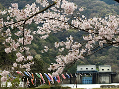 徳島県阿波市土成町 宮川内ダム公園 鯉のぼり 桜 2016