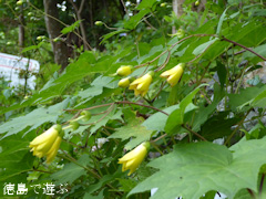 徳島県 神山町 岳人の森 2015年7月13日 キレンゲショウマ