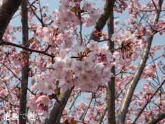 熊谷寺 蜂須賀桜 2014