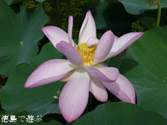 徳島県立埋蔵文化財総合センター 古代蓮 オオガハス