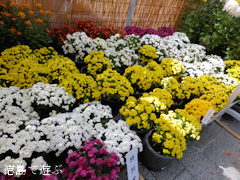 徳島県板野郡北島町 北島町菊花展 2014