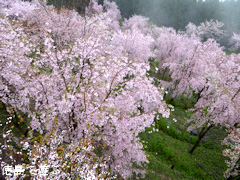 徳島県名西郡神山町上分 しだれ桜 2015