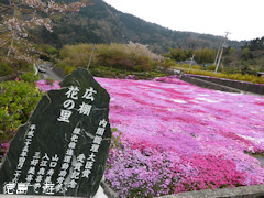 徳島県美馬市脇町 広棚の芝桜 2014