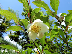 岳人の森 2010年6月9日
