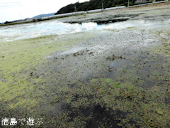 ���縩���Ȼ� ��Ƿ�� ���˥Х� 2014