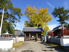 地蔵寺のイチョウ 2012