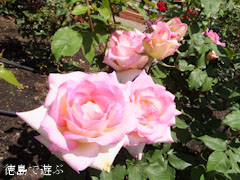 Íõ½» ½Õ¤Î¥Ð¥é¤Þ¤Ä¤ê ¥Ð¥é±à Íõ¿é±ñ 2013