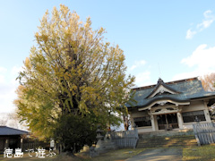 徳島県名西郡石井町 矢神のイチョウ 2015
