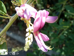 萩寺 最明寺 萩の花 2010
