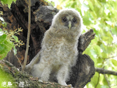 ���縩����� �ե����� �� �ҥ� �� 2016