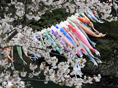 徳島県阿波市土成町 宮川内ダム公園 鯉のぼり 桜 2016