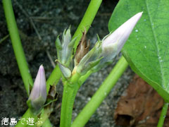 鳴門金時 さつまいも 花 2011