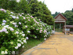 相生森林文化公園 あいあいらんど に 紫陽花 あじさい 2011