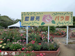 藍住 春のバラ祭り 2011