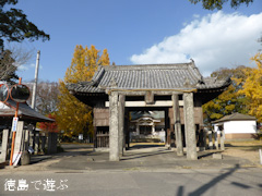 矢神のイチョウ 2013