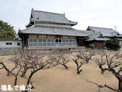 千光寺 臥竜梅