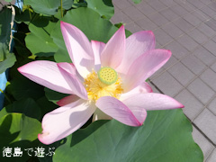 徳島県立埋蔵文化財総合センター 古代蓮 オオガハス 2013