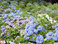 久藪あじさいの里 紫陽花 アジサイ