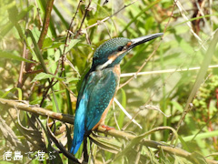 ���縩���������Į ���糧�� ���碌�� ���� 2015