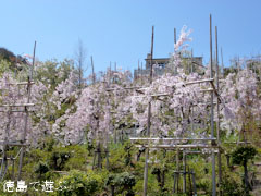 �ָ����κ� 2011