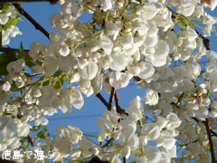 あま塚 白色の大フジ 2011