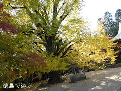�绳�� �����祦 ���� 2013